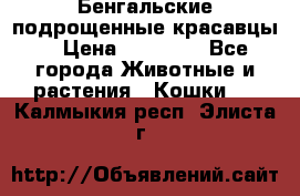 Бенгальские подрощенные красавцы. › Цена ­ 20 000 - Все города Животные и растения » Кошки   . Калмыкия респ.,Элиста г.